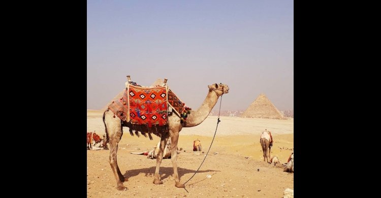 private half-day tour to Giza pyramids with camel ride